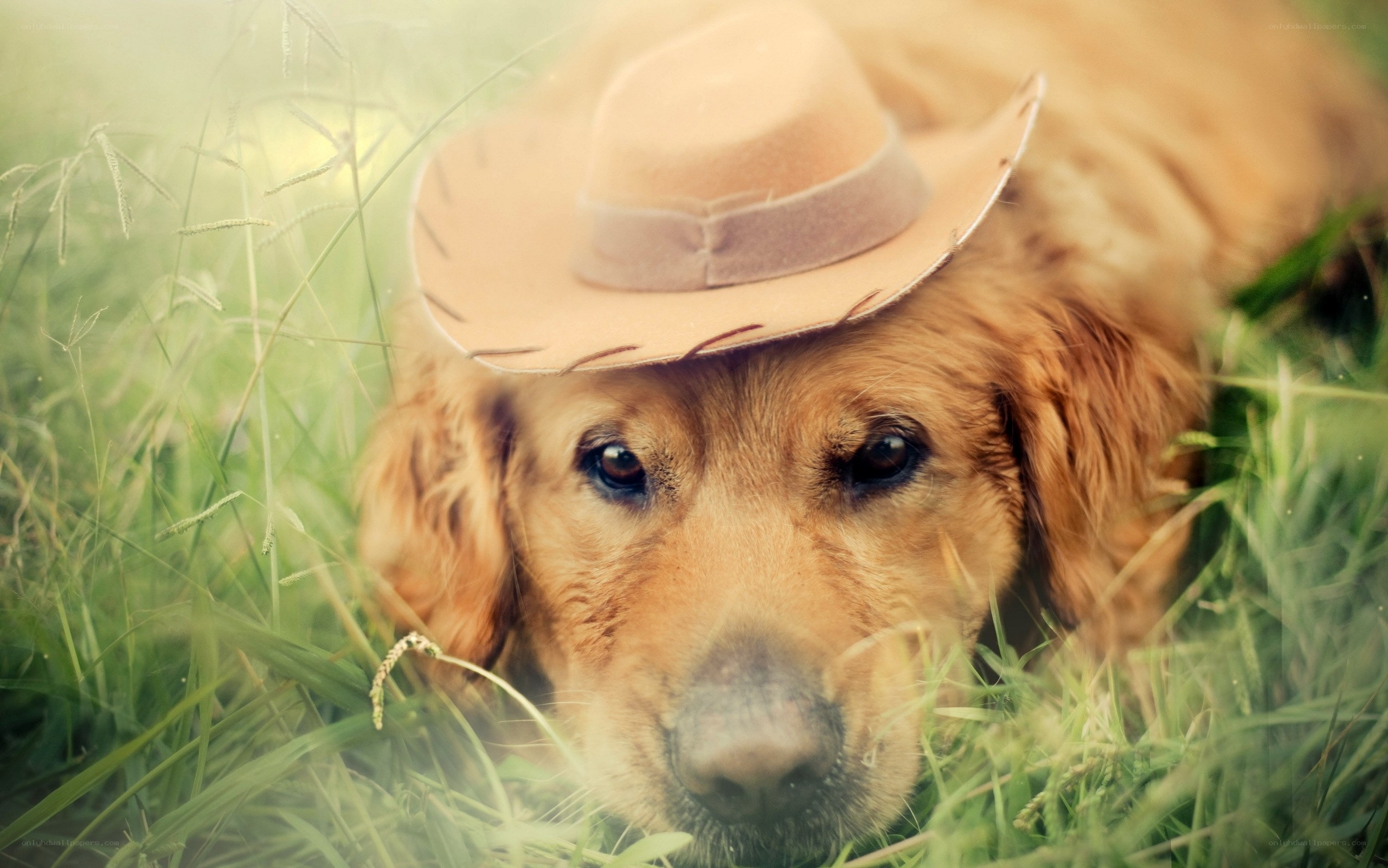 dog in cowboy hat