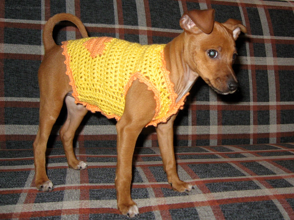 dog in crocheted sweater