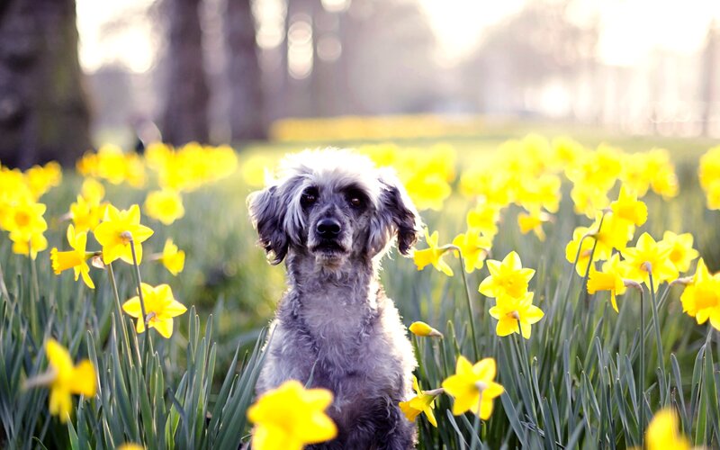 Dog in Daffodil Field