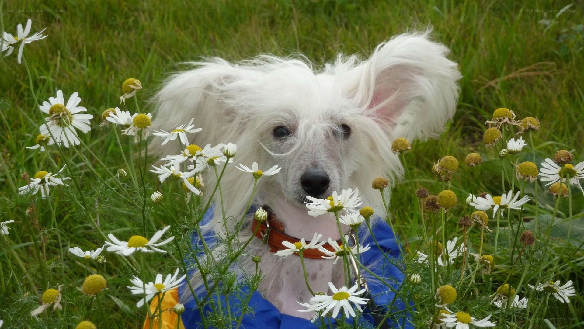 dog in daisies field