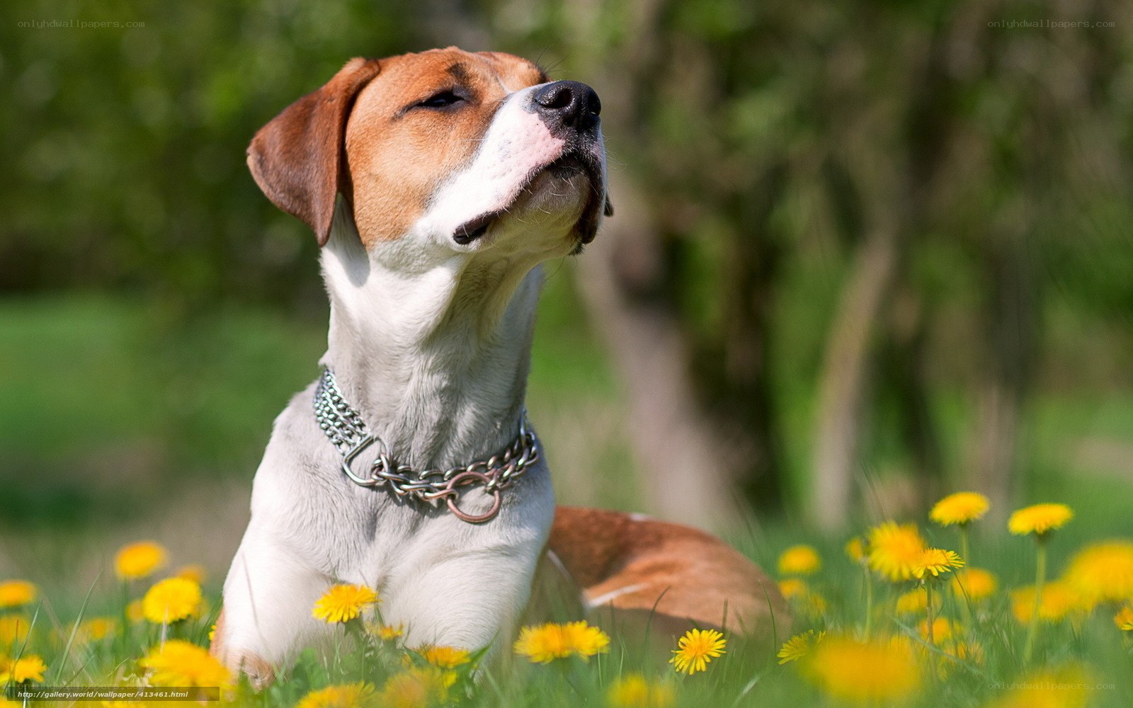 dog in dandelion field