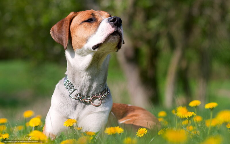 Dog in Dandelion Field — Yellow
