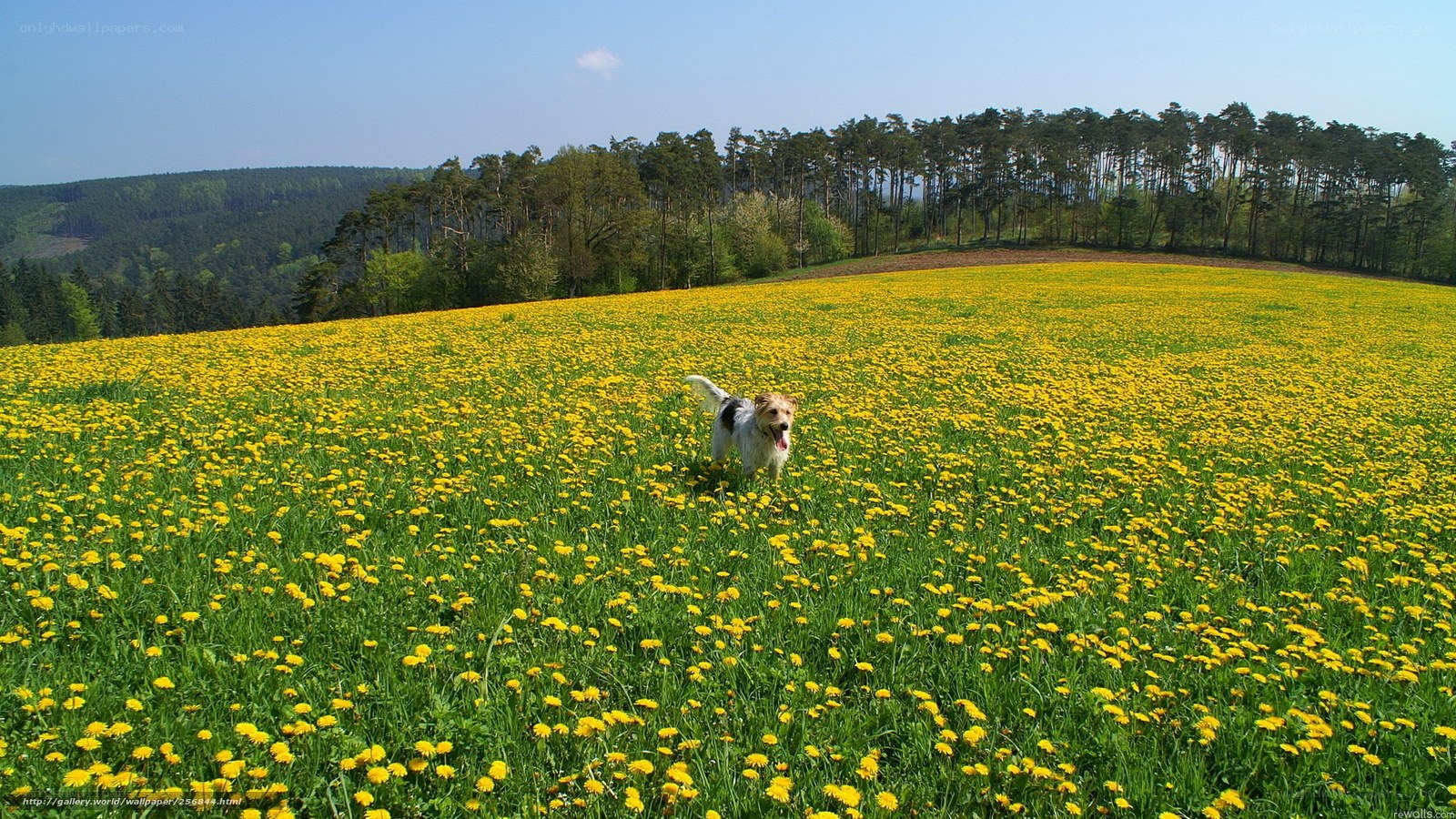 dog in dandelion field