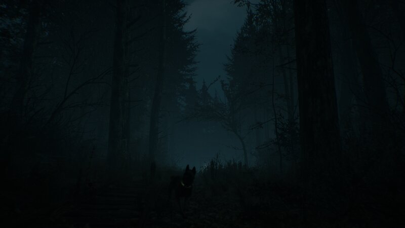 Dog in Dark Forest