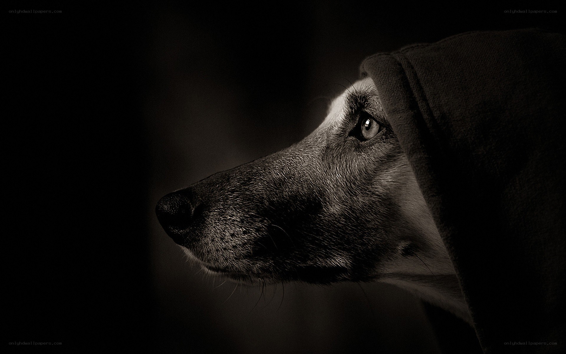 dog in dark hood