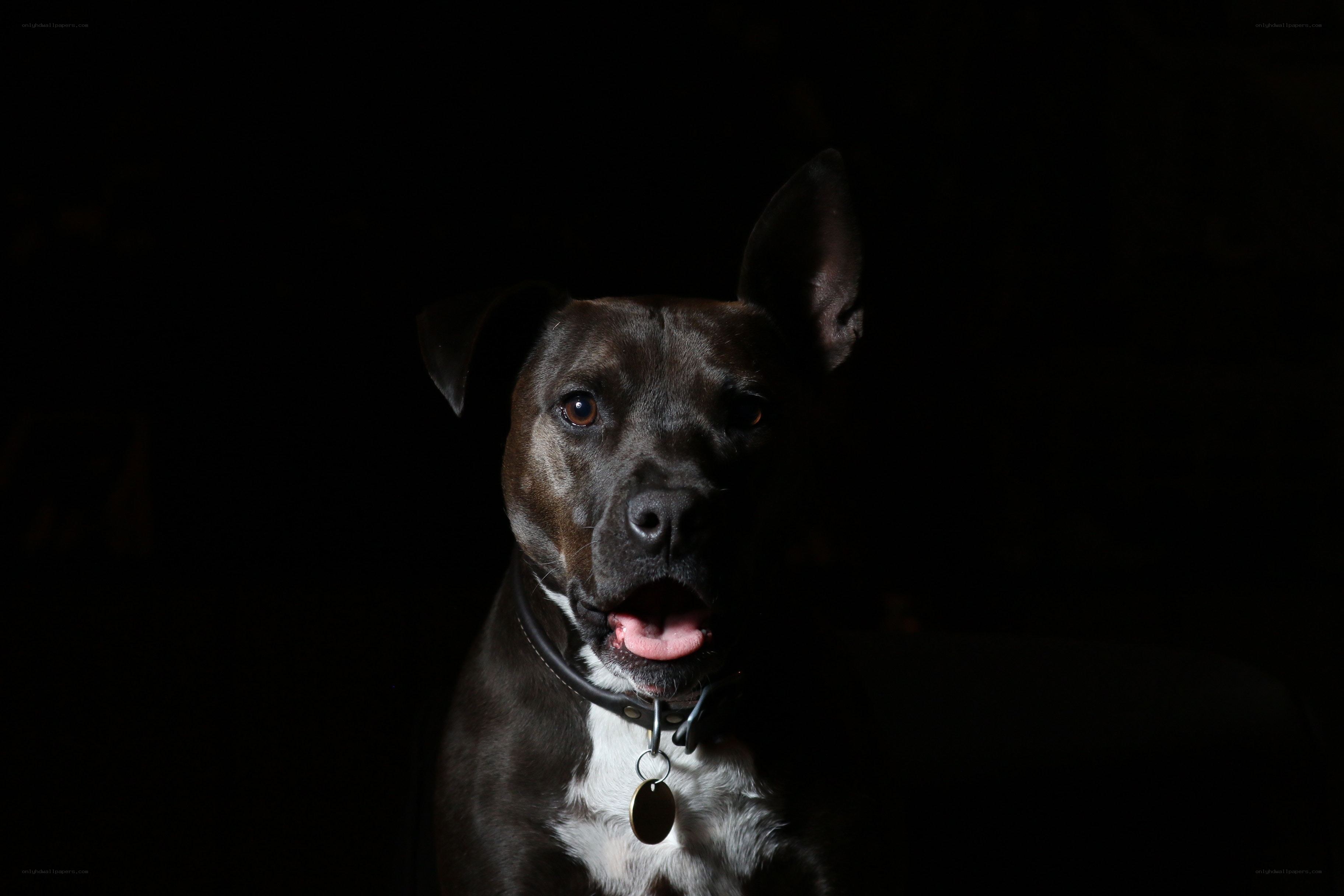 dog in dark portrait