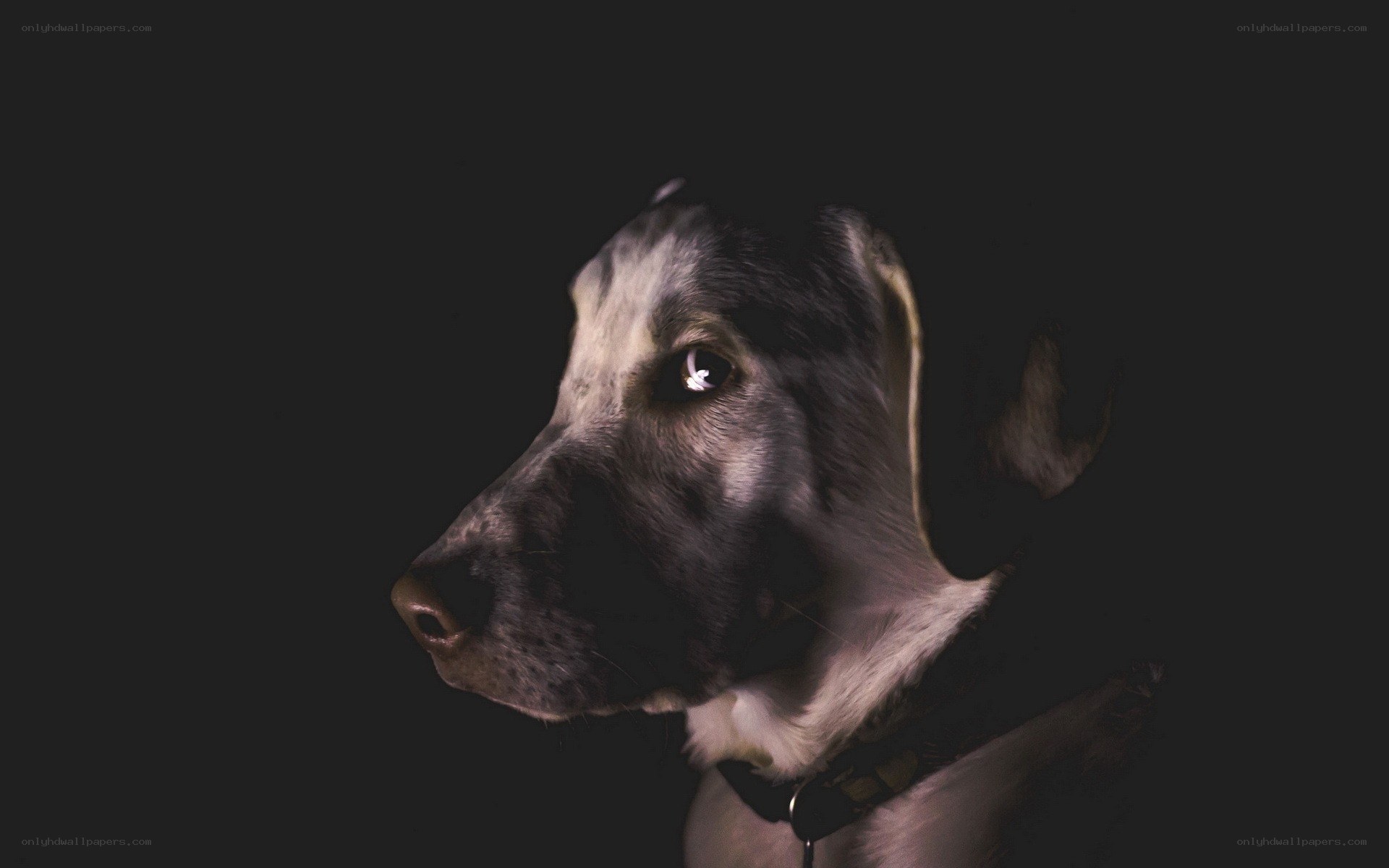 dog in dark portrait