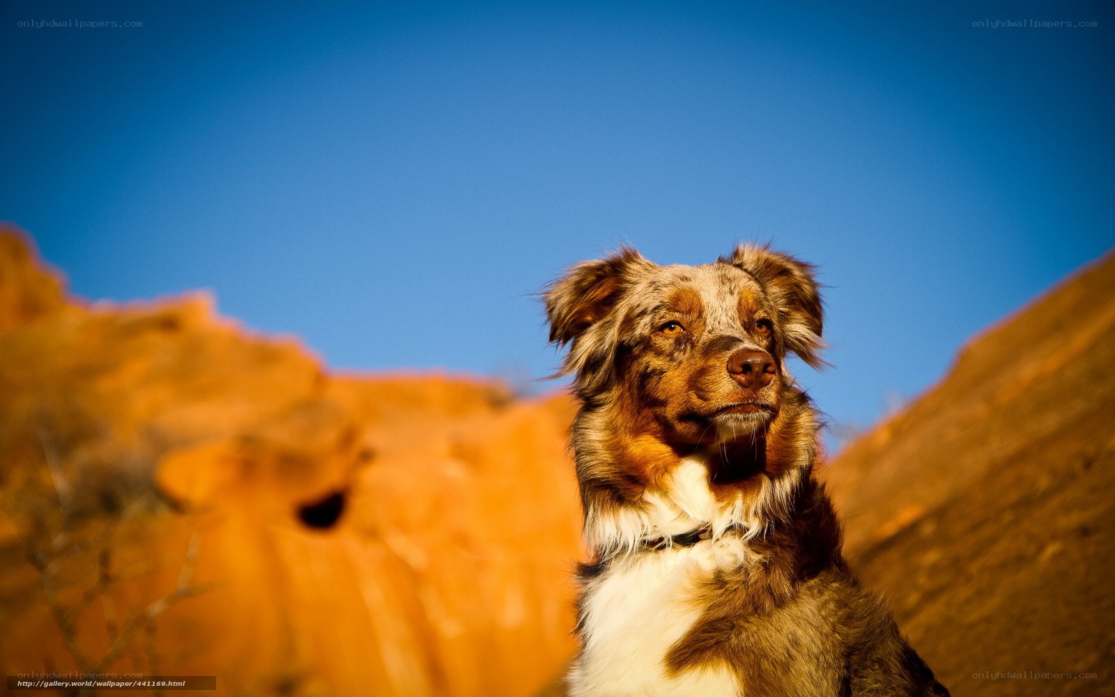 dog in desert landscape