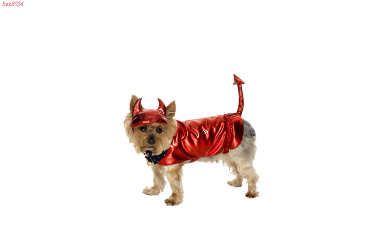 Dog in Devil Costume