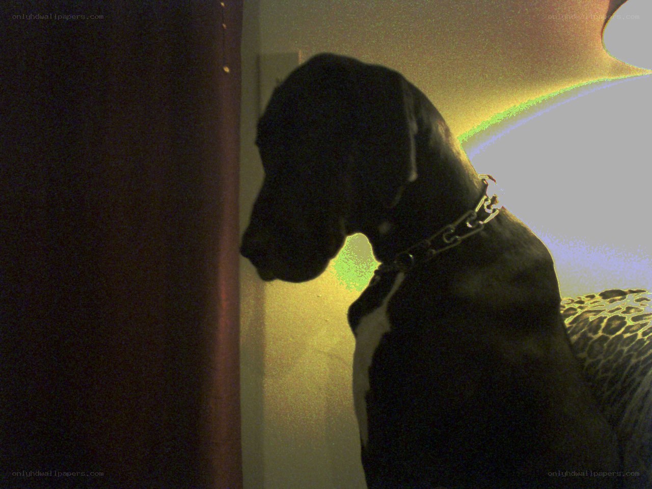 dog in dimly lit room