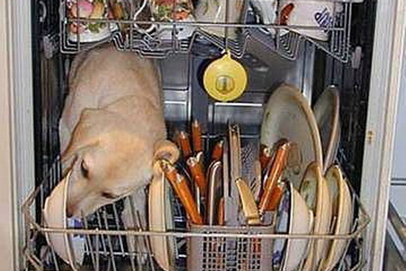 Dog in Dishwasher