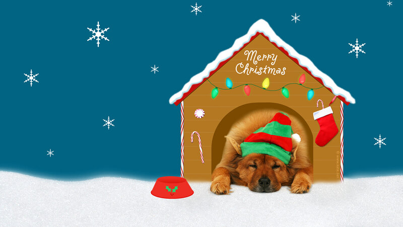 Dog in Doghouse — Blue