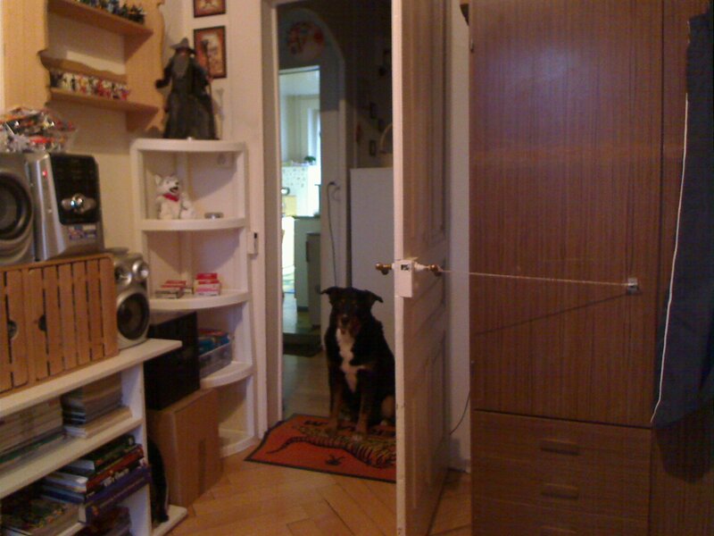 dog in doorway at home