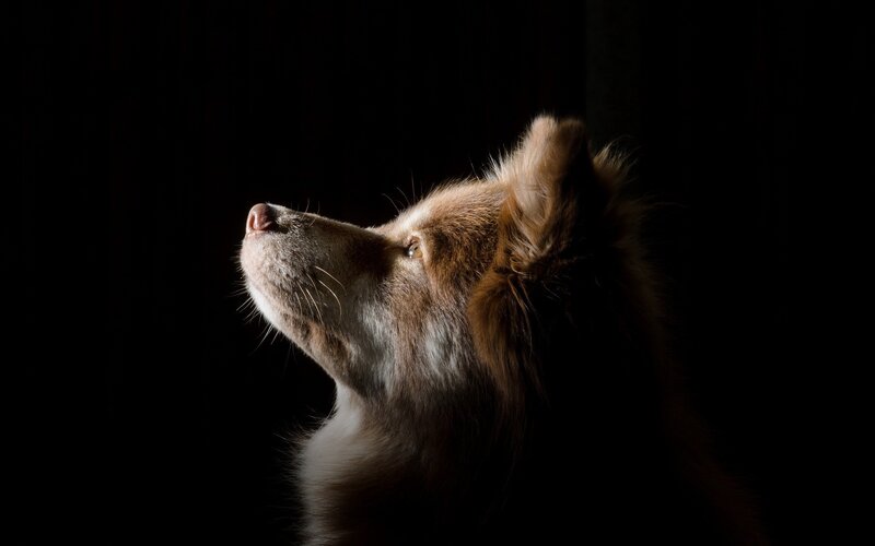 dog in dramatic lighting