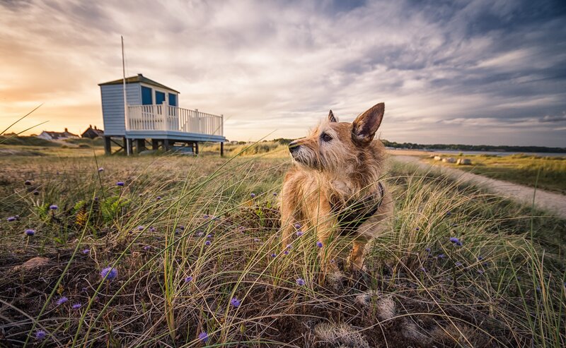 Dog in Dune Grass