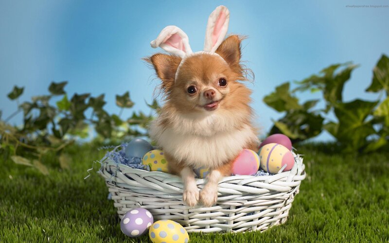 dog in easter basket