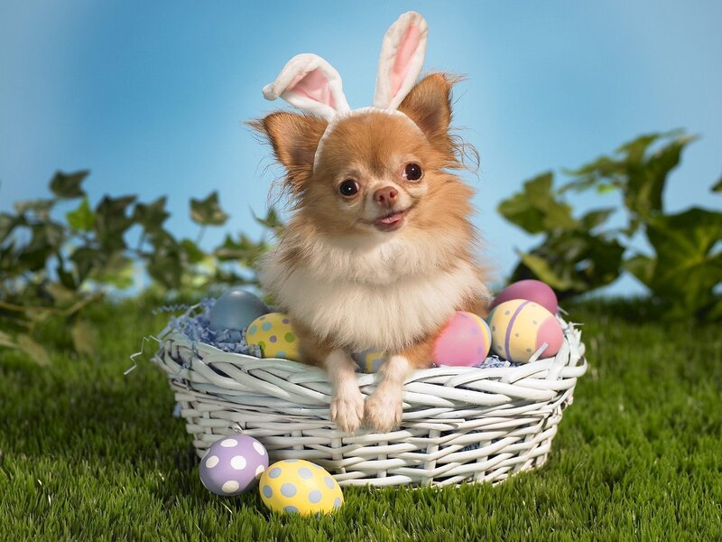 dog in easter basket