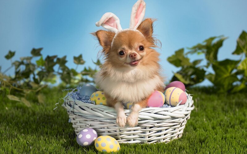 dog in easter basket