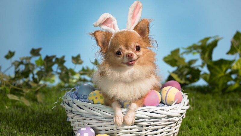 dog in easter basket