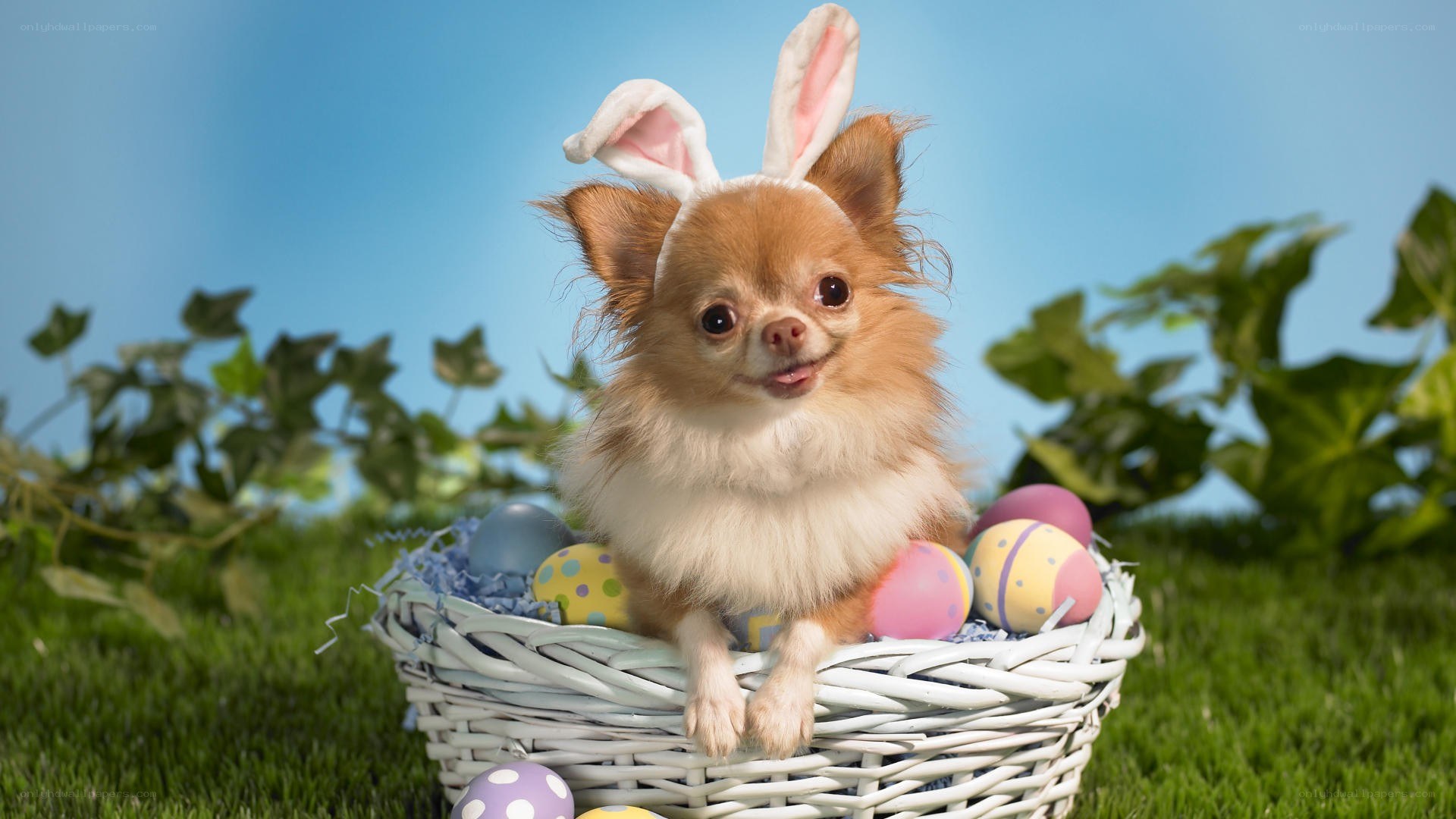 dog in easter basket