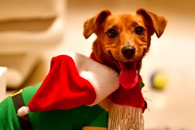 Dog in Elf Costume — Red