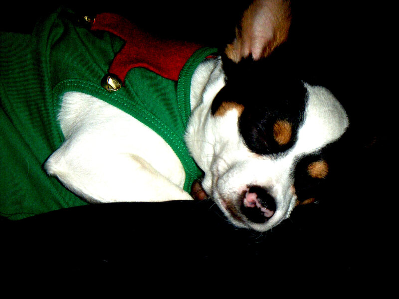 Dog in Elf Costume