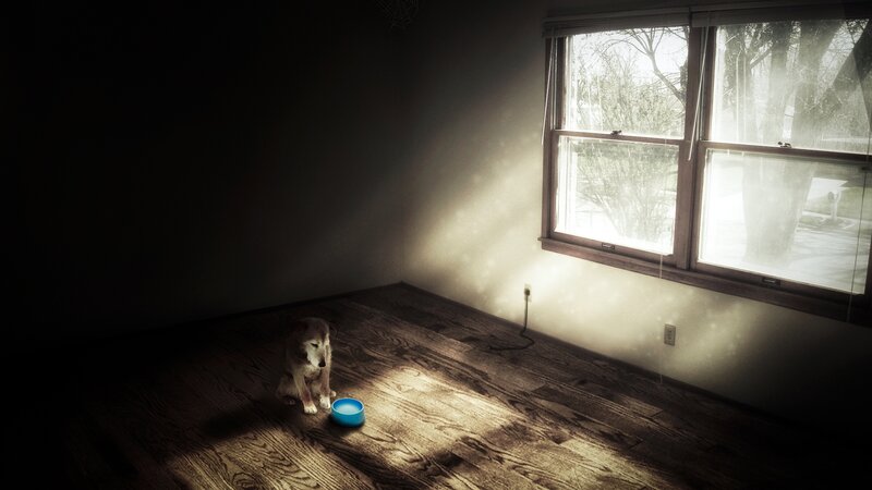 Dog in Empty Room