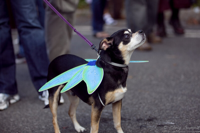 dog in fairy costume