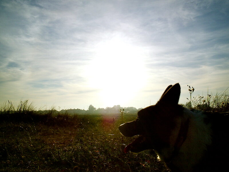 Dog in Field at Sunset — Blue