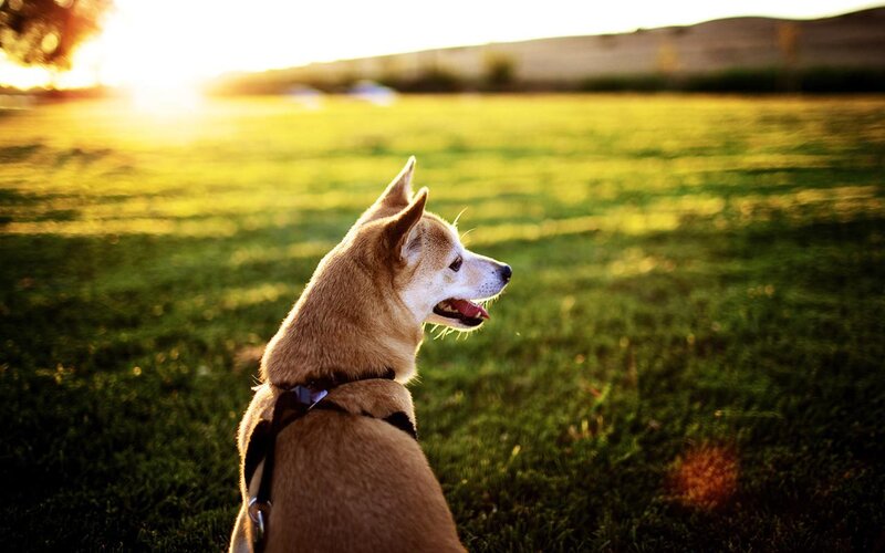 Dog in Field at Sunset — Green