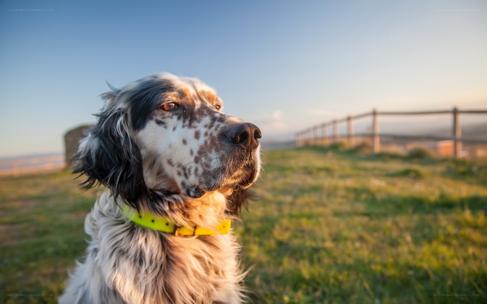 dog in field at sunset