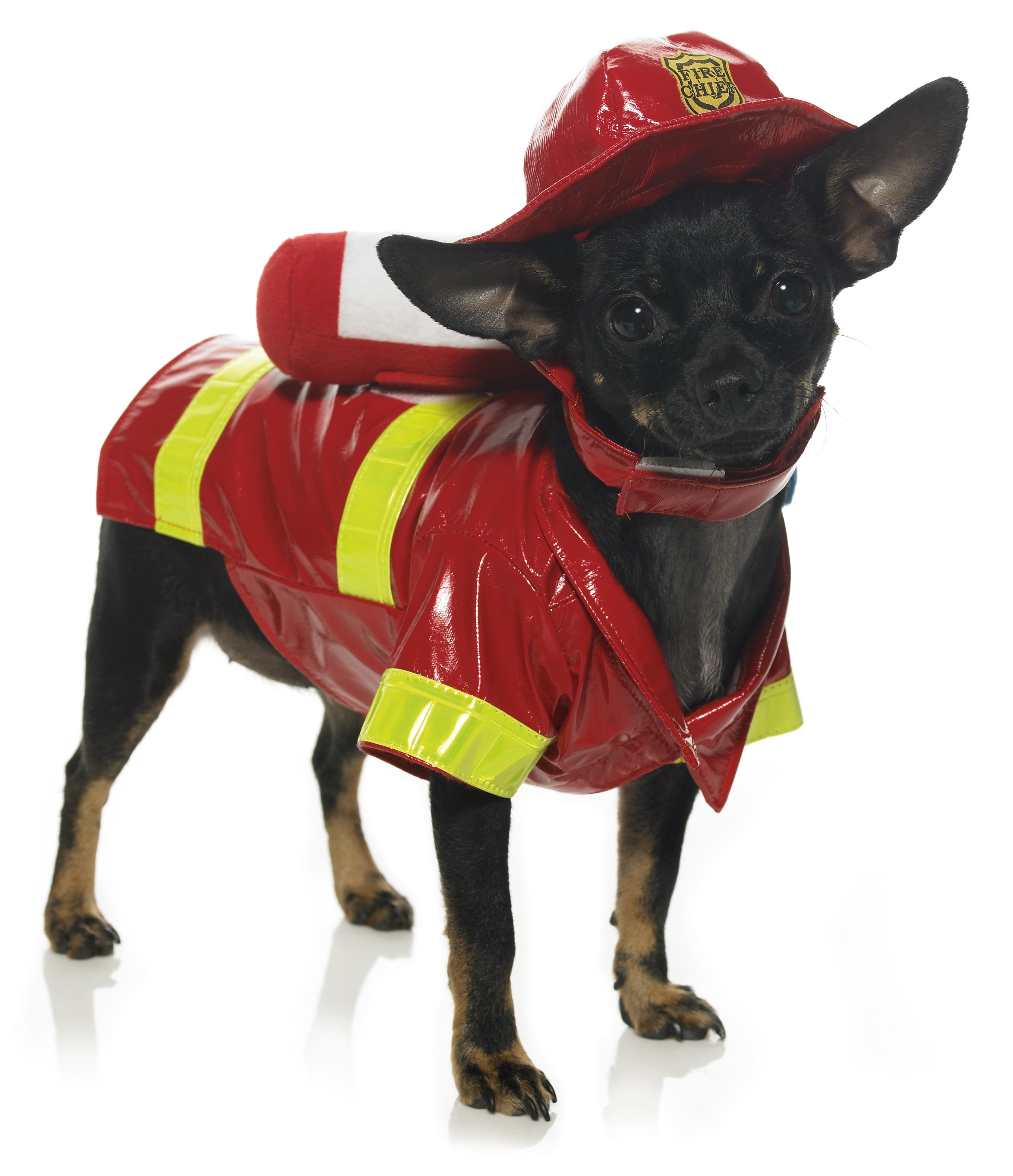 dog in firefighter costume