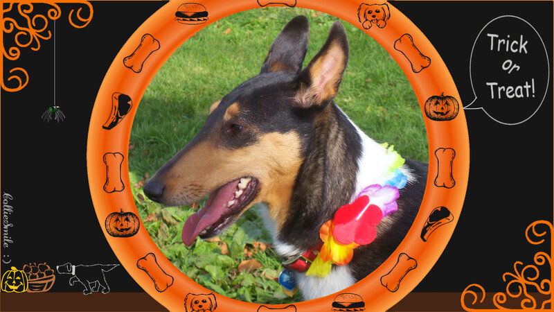 Dog in Floral Collar