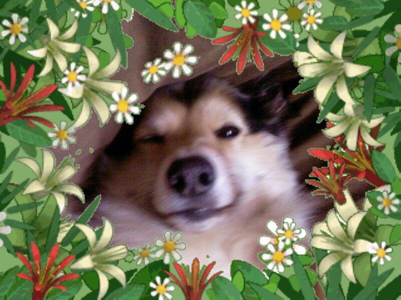 Dog in Floral Frame