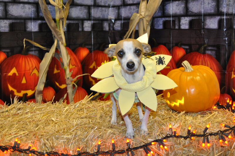 Dog in Flower Costume