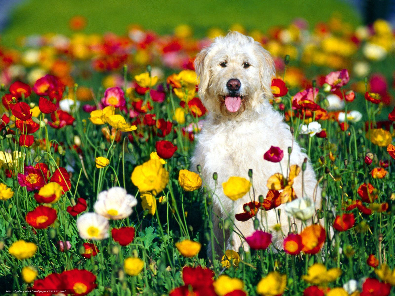 dog in flower field