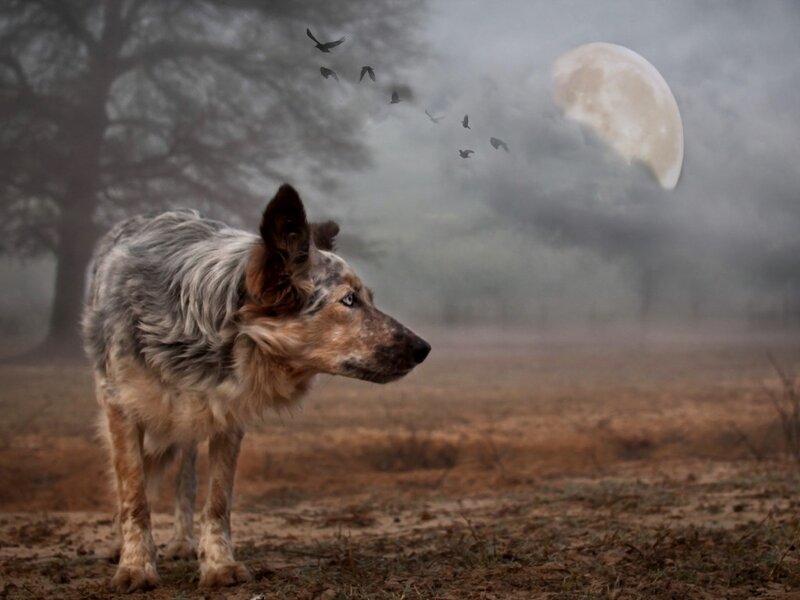 Dog in Foggy Field — Gray