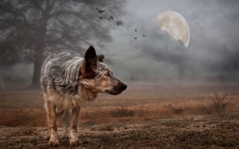Dog in Foggy Field