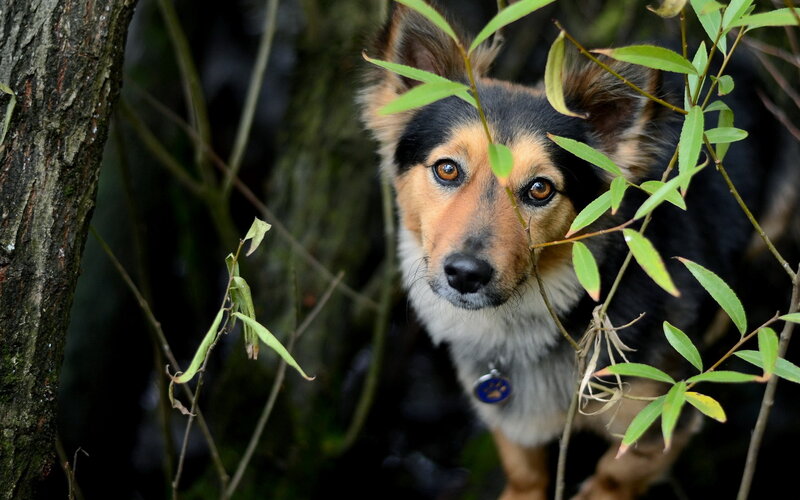 Dog in Foliage