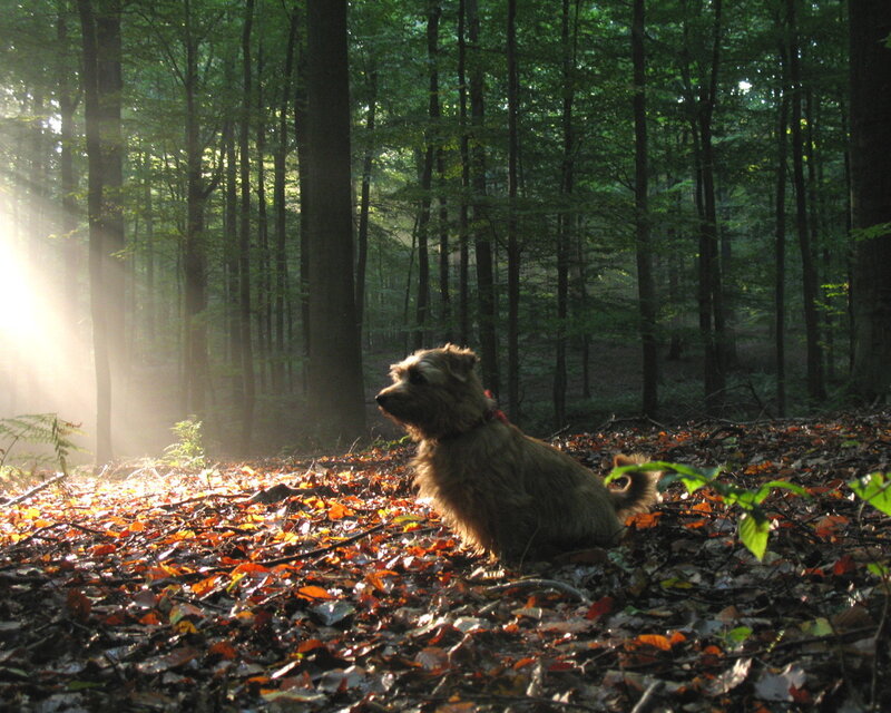 Dog in forest at sunrise