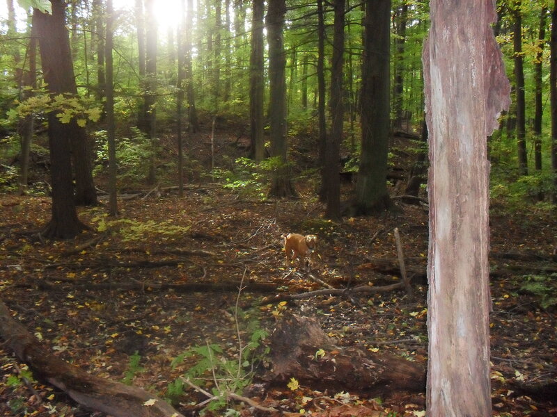 dog in forest at sunrise