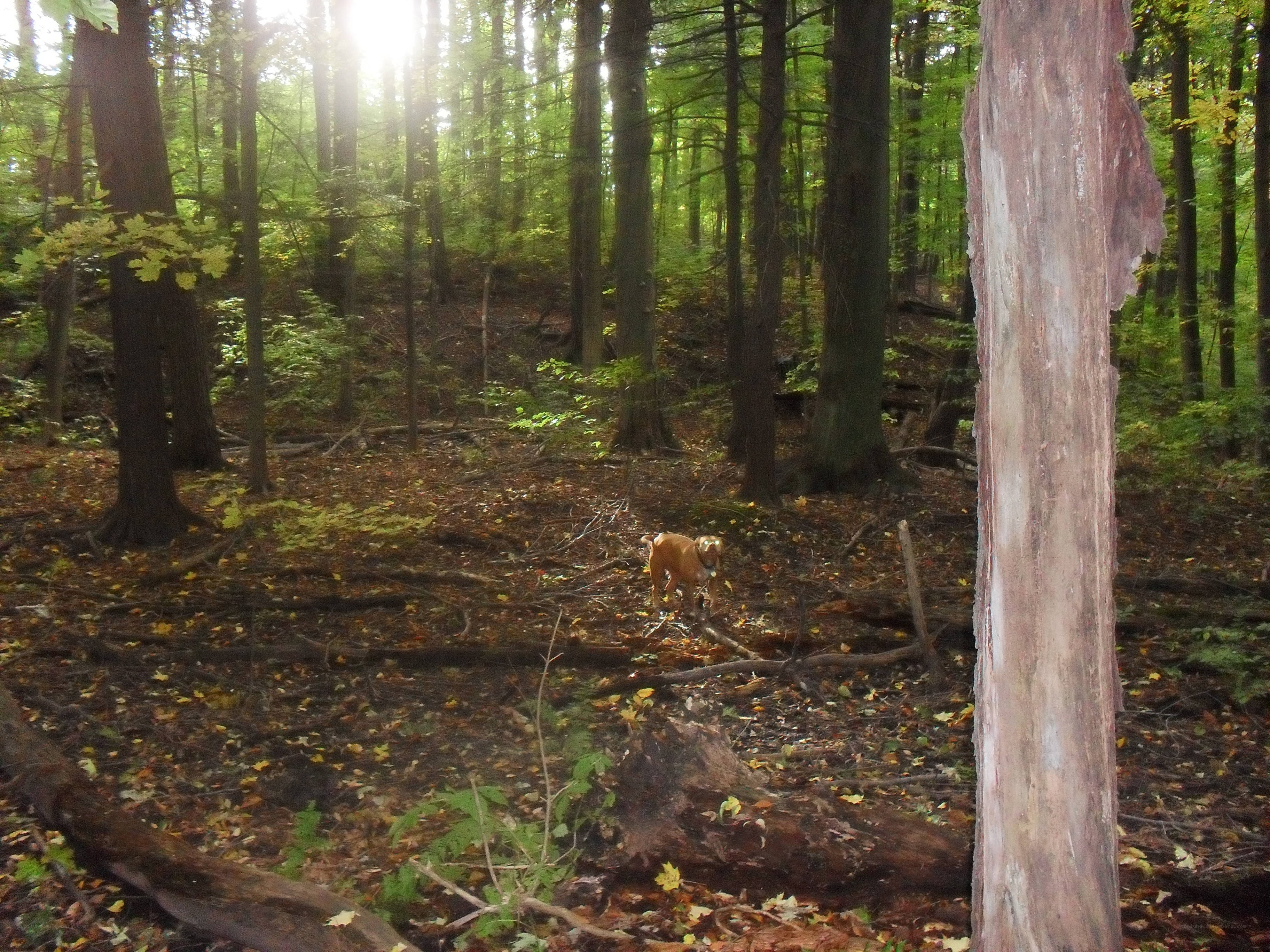 dog in forest at sunrise