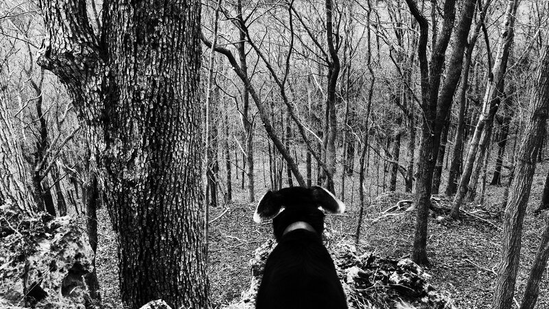 Dog in Forest — Black