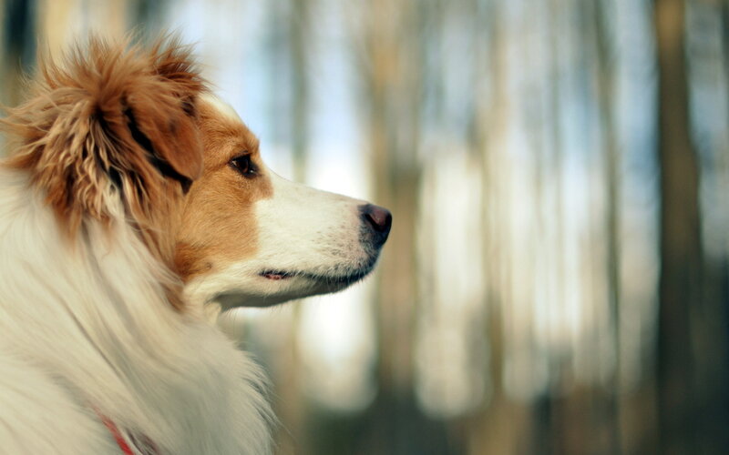 Dog in Forest — Brown