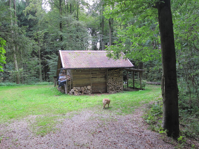 Dog in Forest Clearing — Green