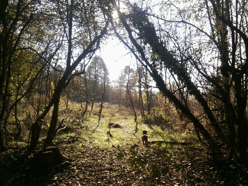 Dog in Forest — Green, Serene