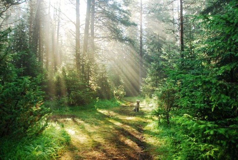 Dog in Forest — Green