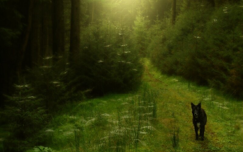dog in forest path