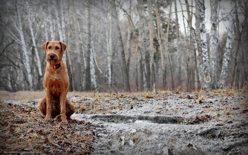 dog in forest stream