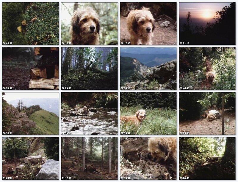Dog in Forest